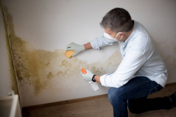 Professional Mold Removal in Union, MO
